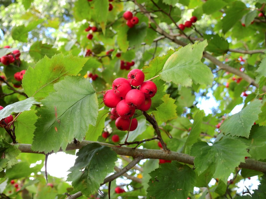 Боярышник зеленомясый (Crataegus