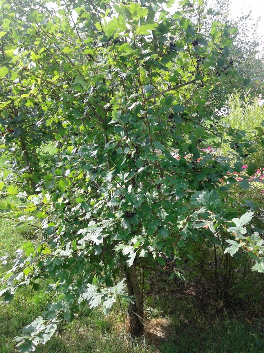 Crataegus chlorosarca