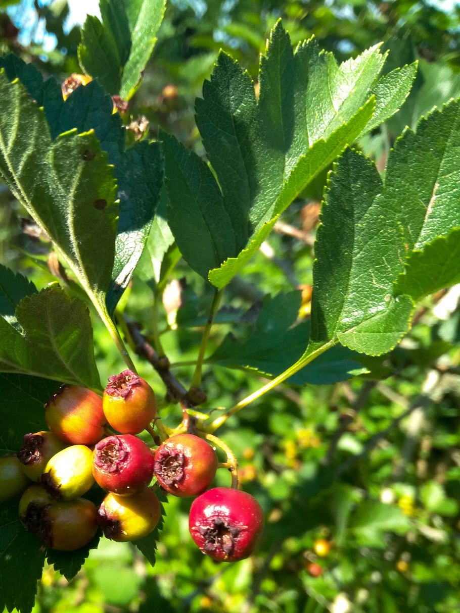 Crataegus chrysocarpa