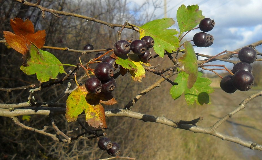 Боярышник кроваво-красный Crataegus sanguinea