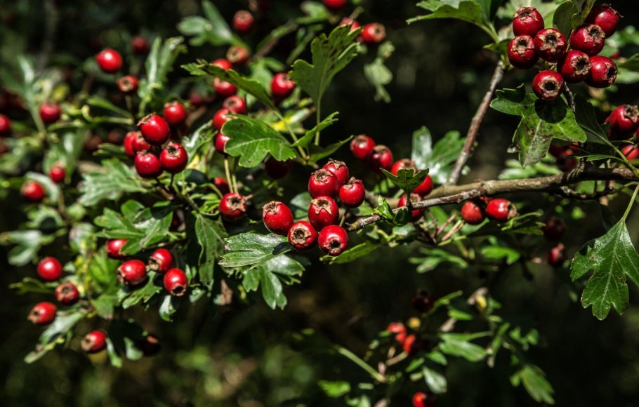 Боярышник зеленомясый (Crataegus