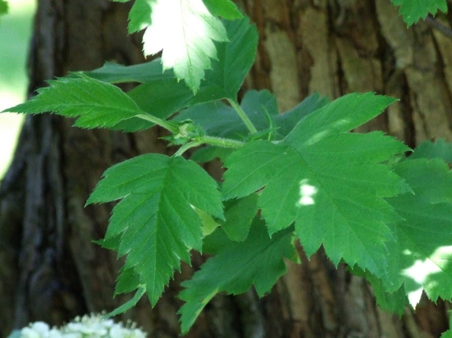 Crataegus nigra