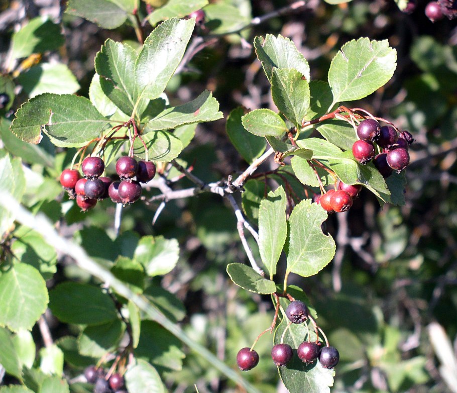 Crataegus douglasii