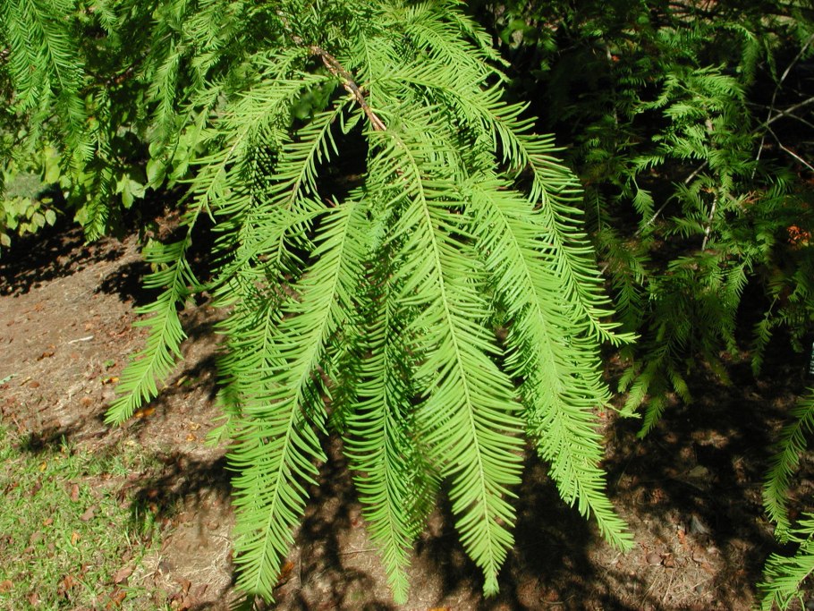Taxodium distichum