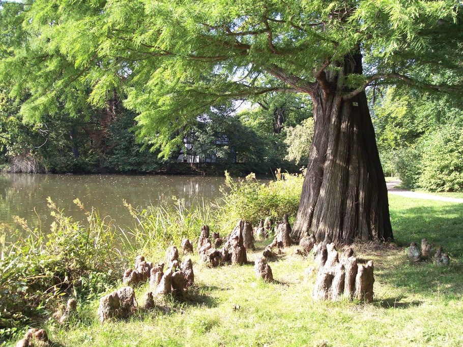 Taxodium distichum