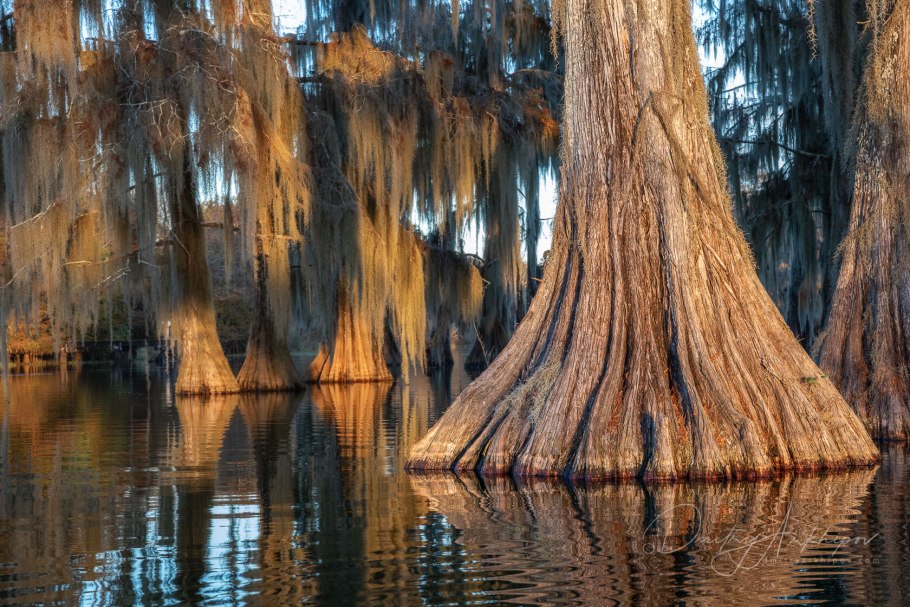 Taxodium distichum