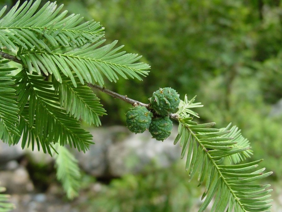 Болотный Кипарис - Taxodium distichum