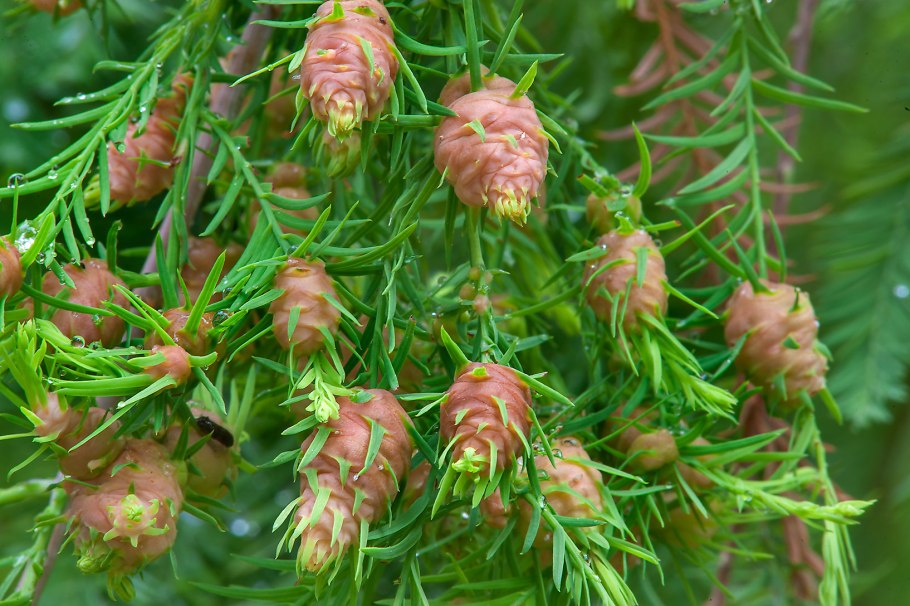 Taxodium distichum