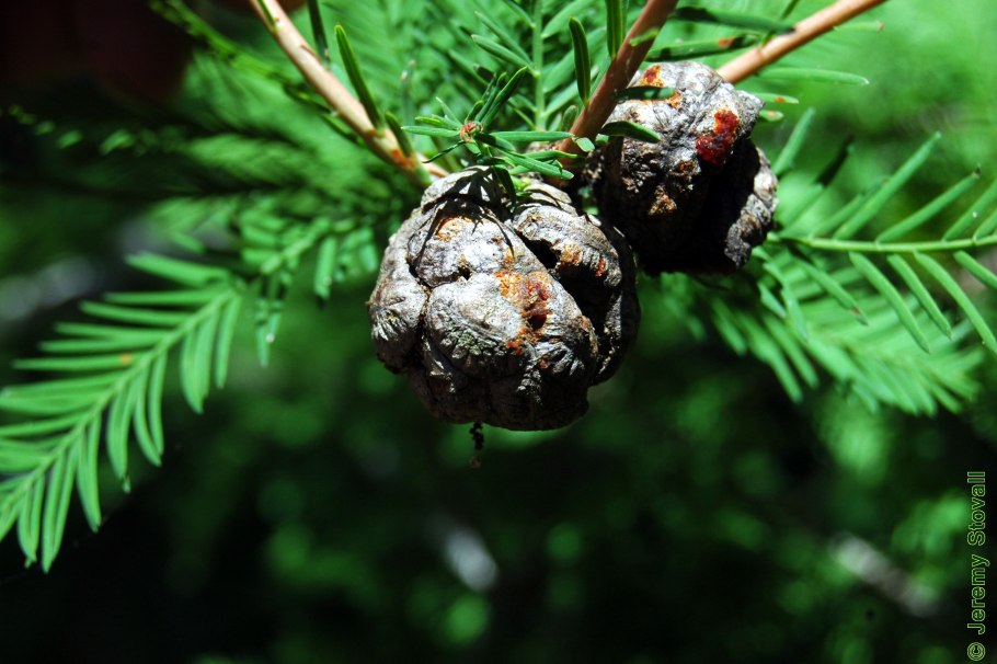Taxodium distichum Shawnee
