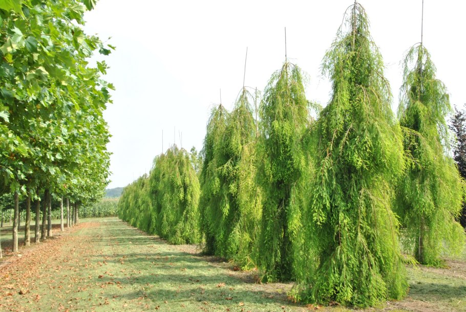 Кипарис Плакучий