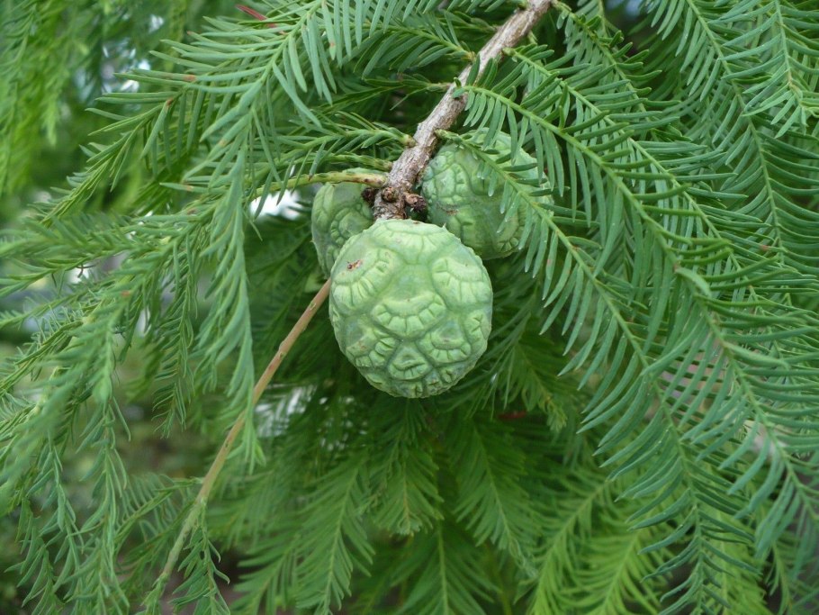 Taxodium distichum