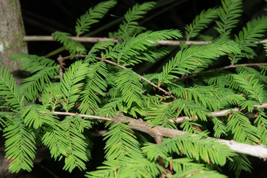 Taxodium distichum Таксодий обыкновенный