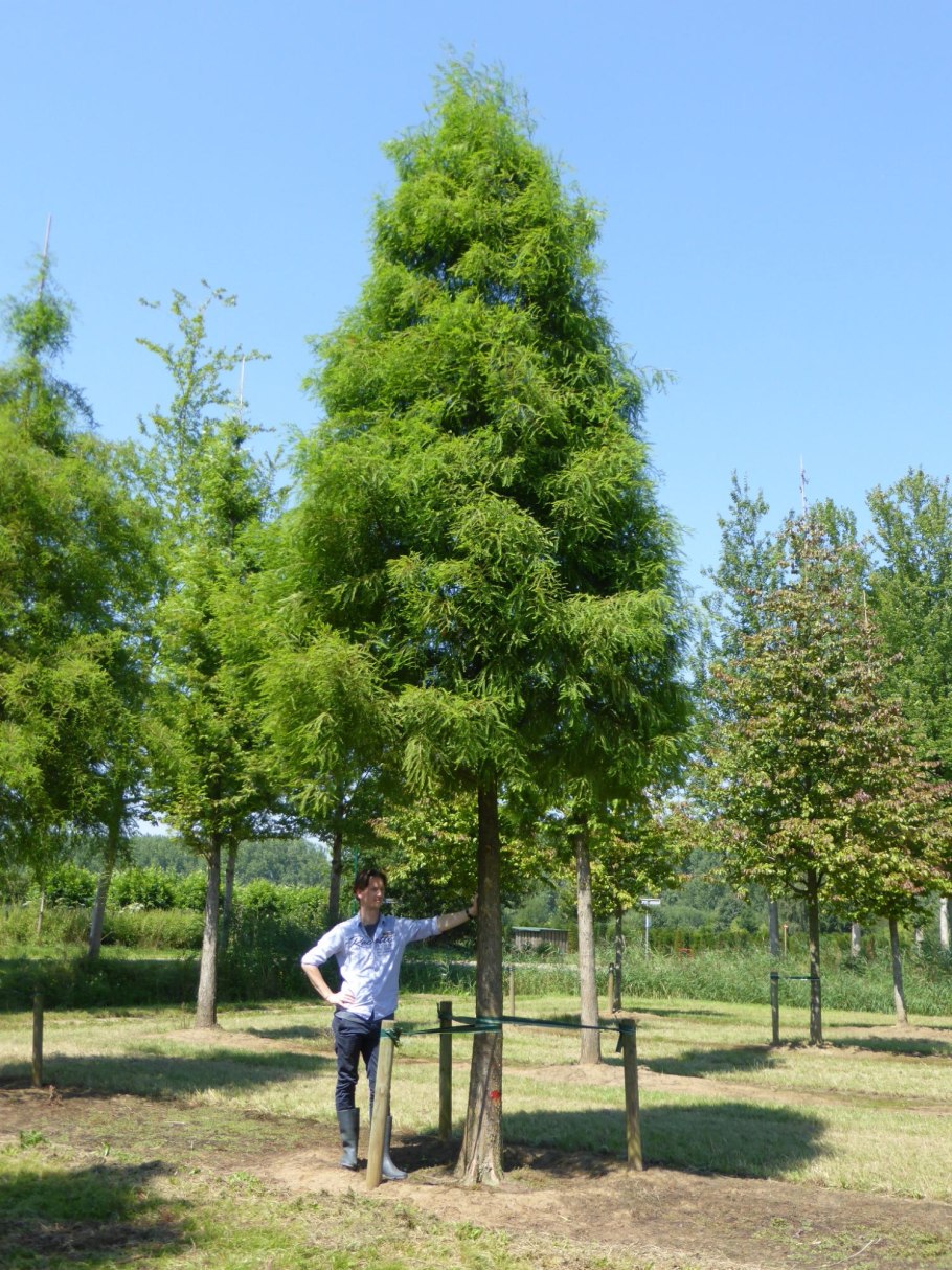 Taxodium distichum