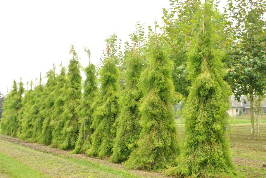 Taxodium distichum c5
