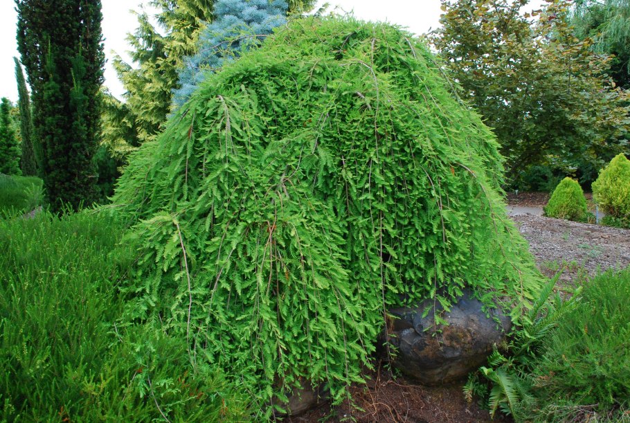 Taxodium distichum