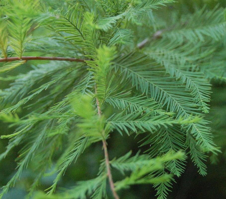Taxodium distichum