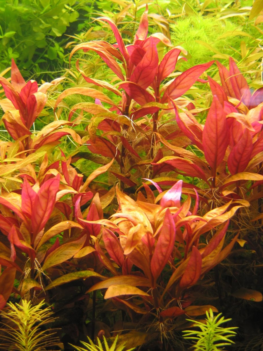 Альтернантера Рейнека