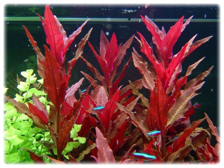 Альтернантера Рейнеке