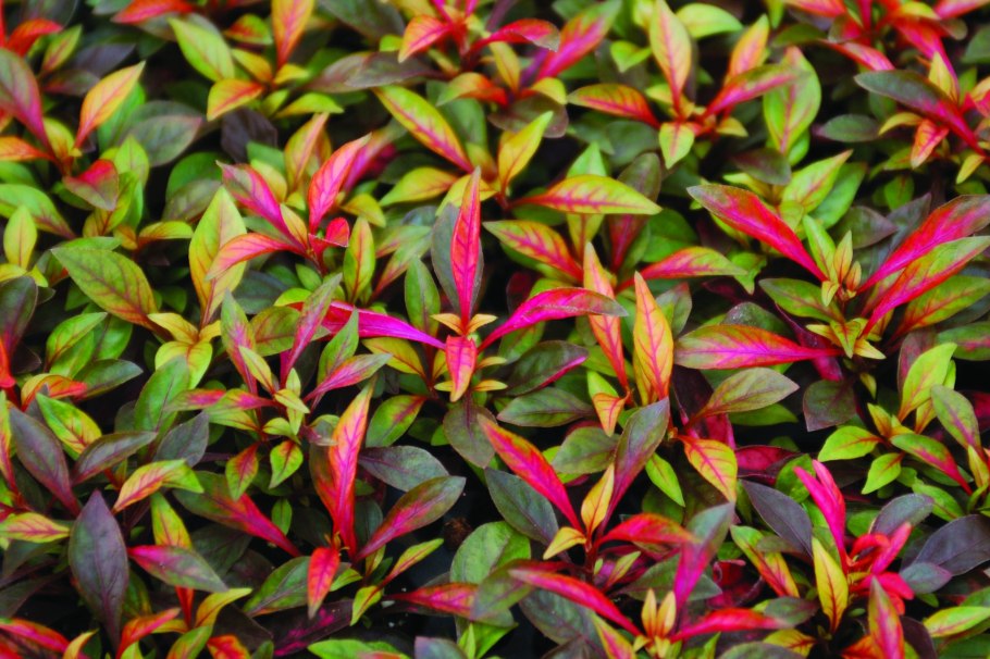 Альтернантера Рейнека