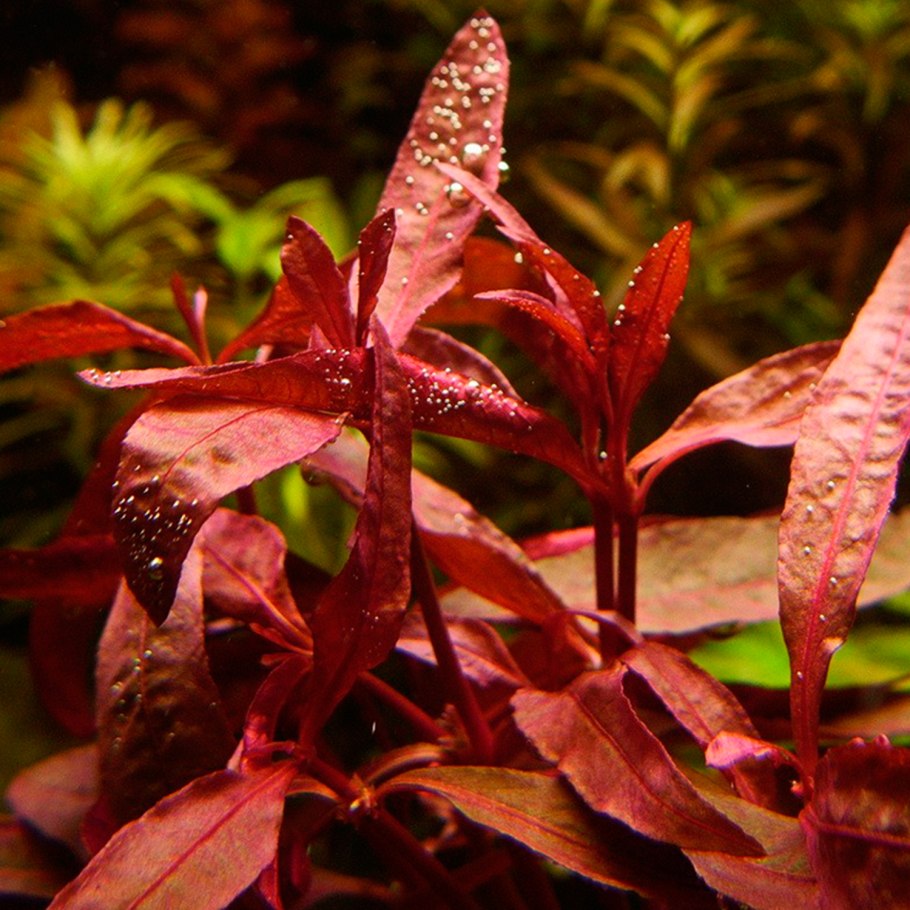 Альтернантера кардинальская