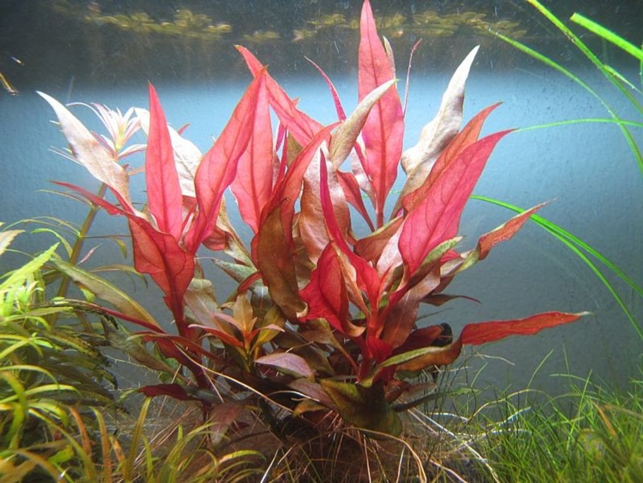 Альтернантера Рейнека