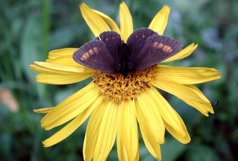 Арника Сахалинская