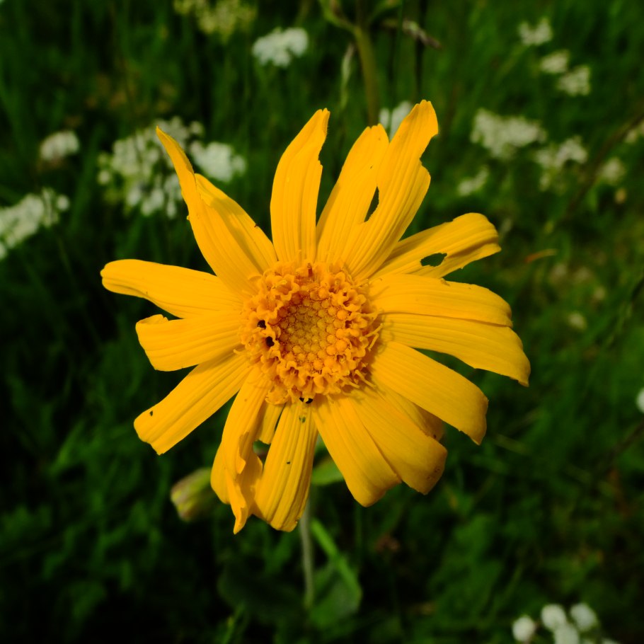 Арника Горная (Arnica Montana l.)