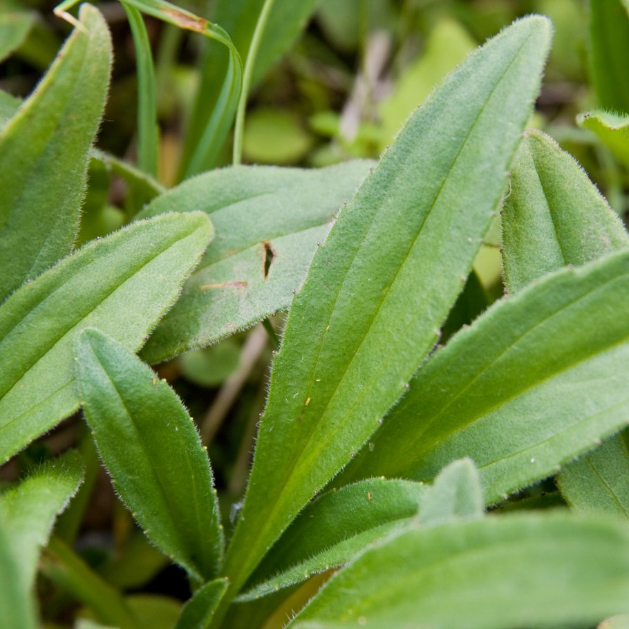 Арника фенноскандская