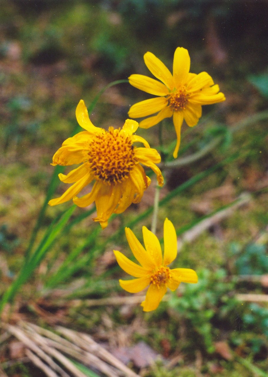 Арника Альпийская