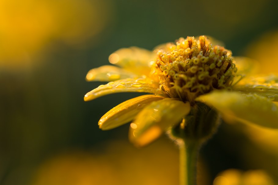 Плоды арники