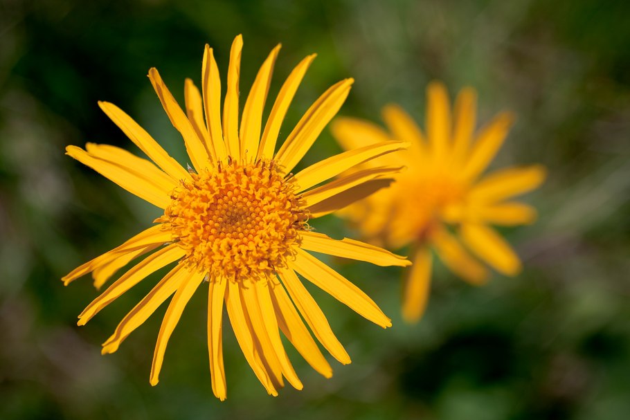 Арника(Arnica)сем. Астровые растение цветок