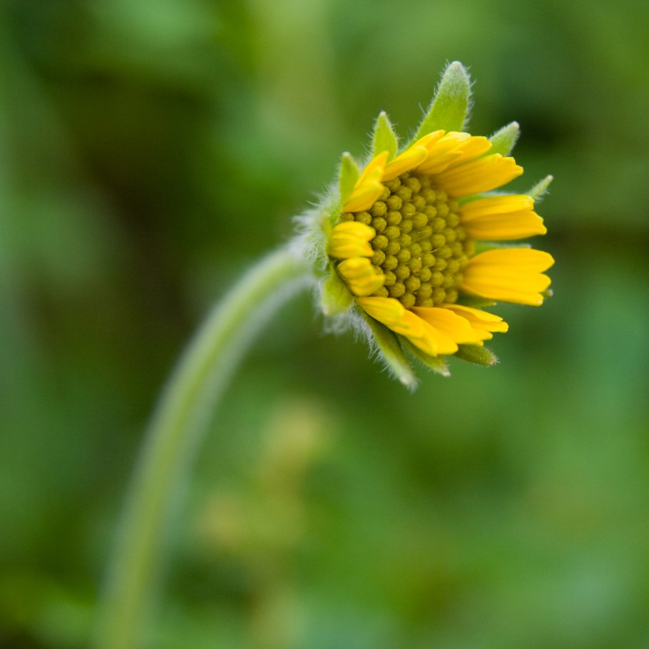 Арника соцветия