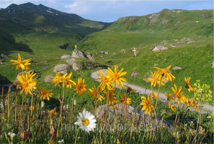Арника Альпийская