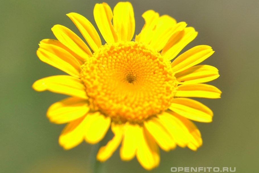 Арника Лессинга