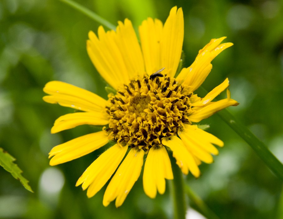 Арника уналашкинская очень красивая