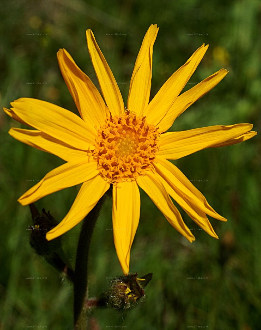 Арника Горная