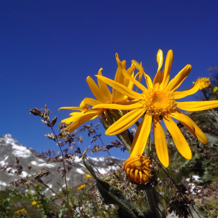 Арника Монтана