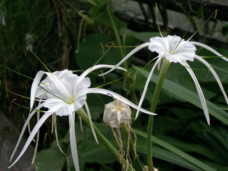 Кринум (Crinum)