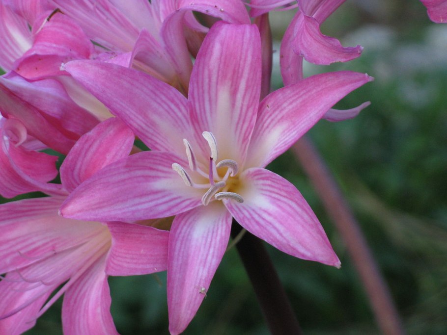 Кринум Пауэлла (Crinum powellii)