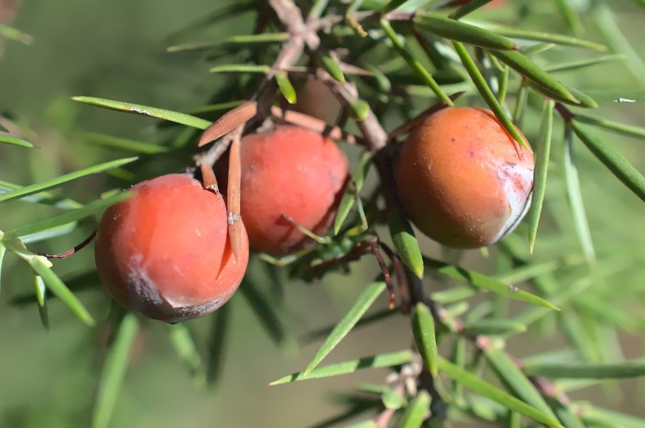 Можжевельник красный (Juniperus oxycedrus)