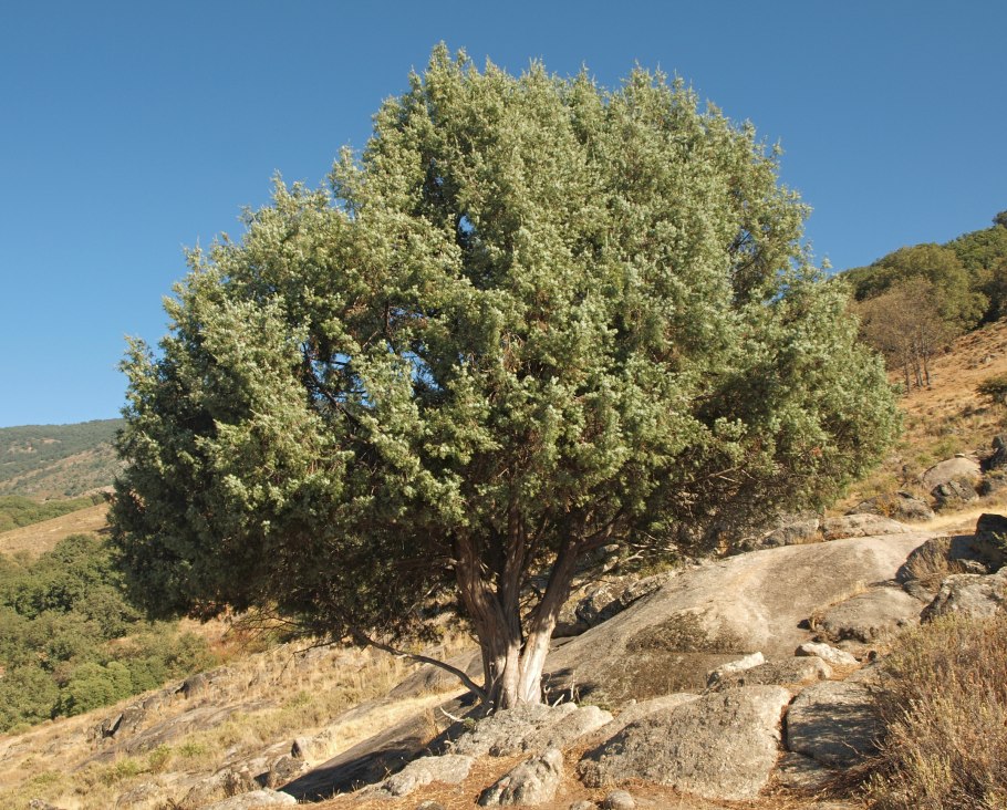 Juniperus oxycedrus j.rufescens