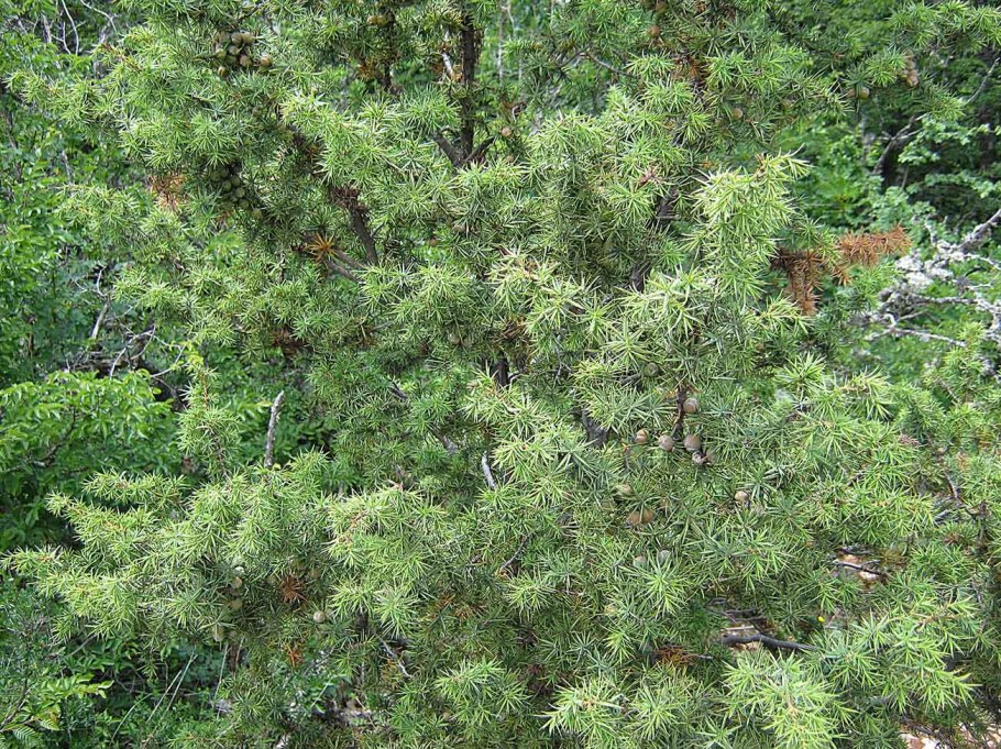 Можжевельник ложноказацкий Juniperus pseudosabina