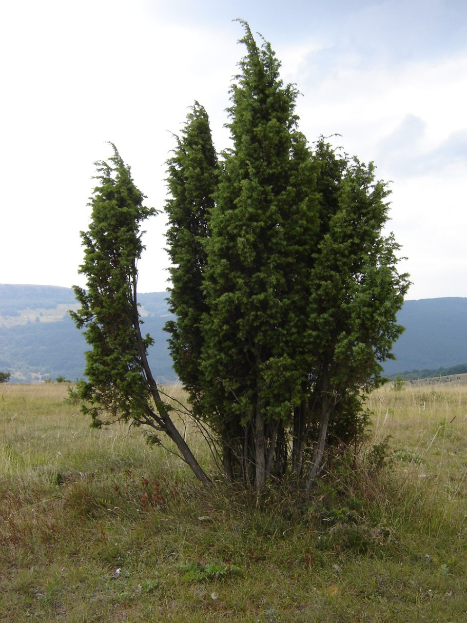 Можжевельник виргинский – Juniperus virginiana l.