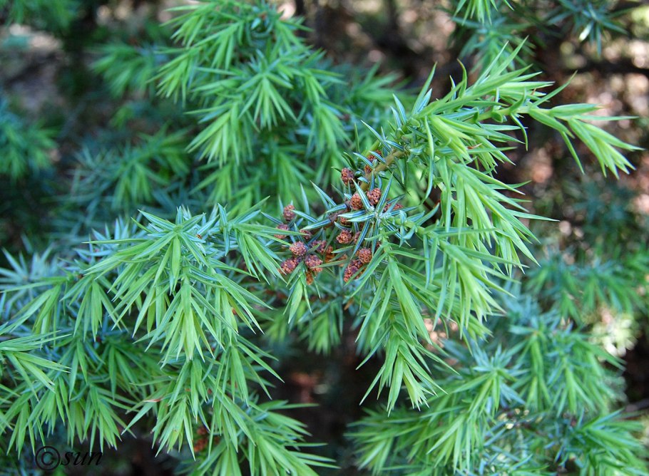 Можжевельник дельтовидный Juniperus deltoides