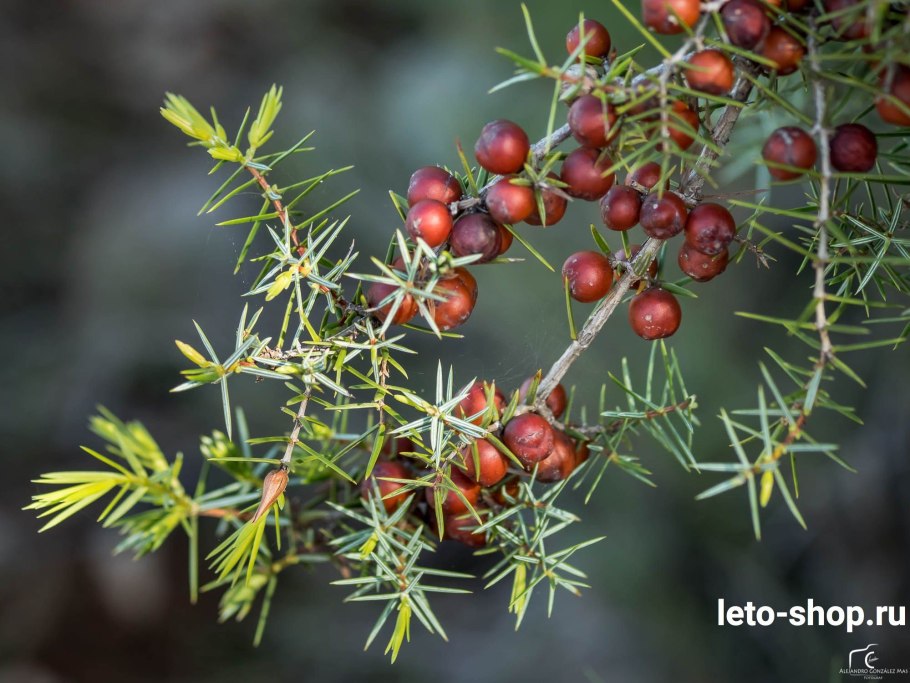 Можжевельник красный (Juniperus oxycedrus)