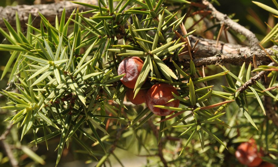 Можжевельник колючий Juniperus oxycedrus