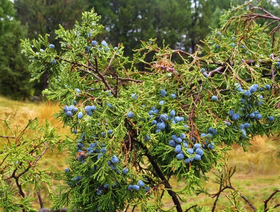 Можжевельник дельтовидный Juniperus deltoides