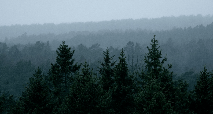 Тропинка в лесу