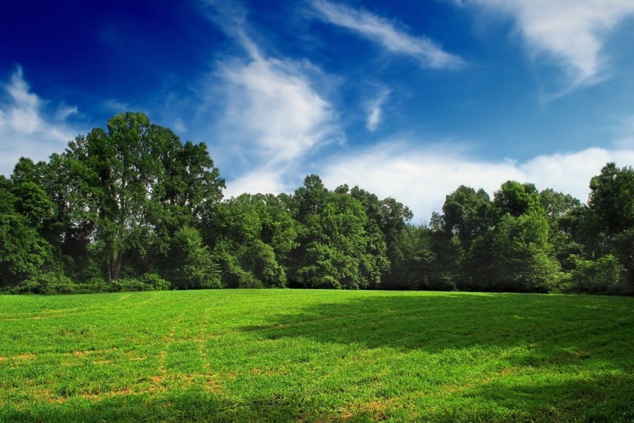 Природа лужайка