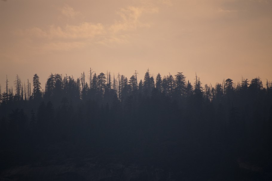 Лес силуэт